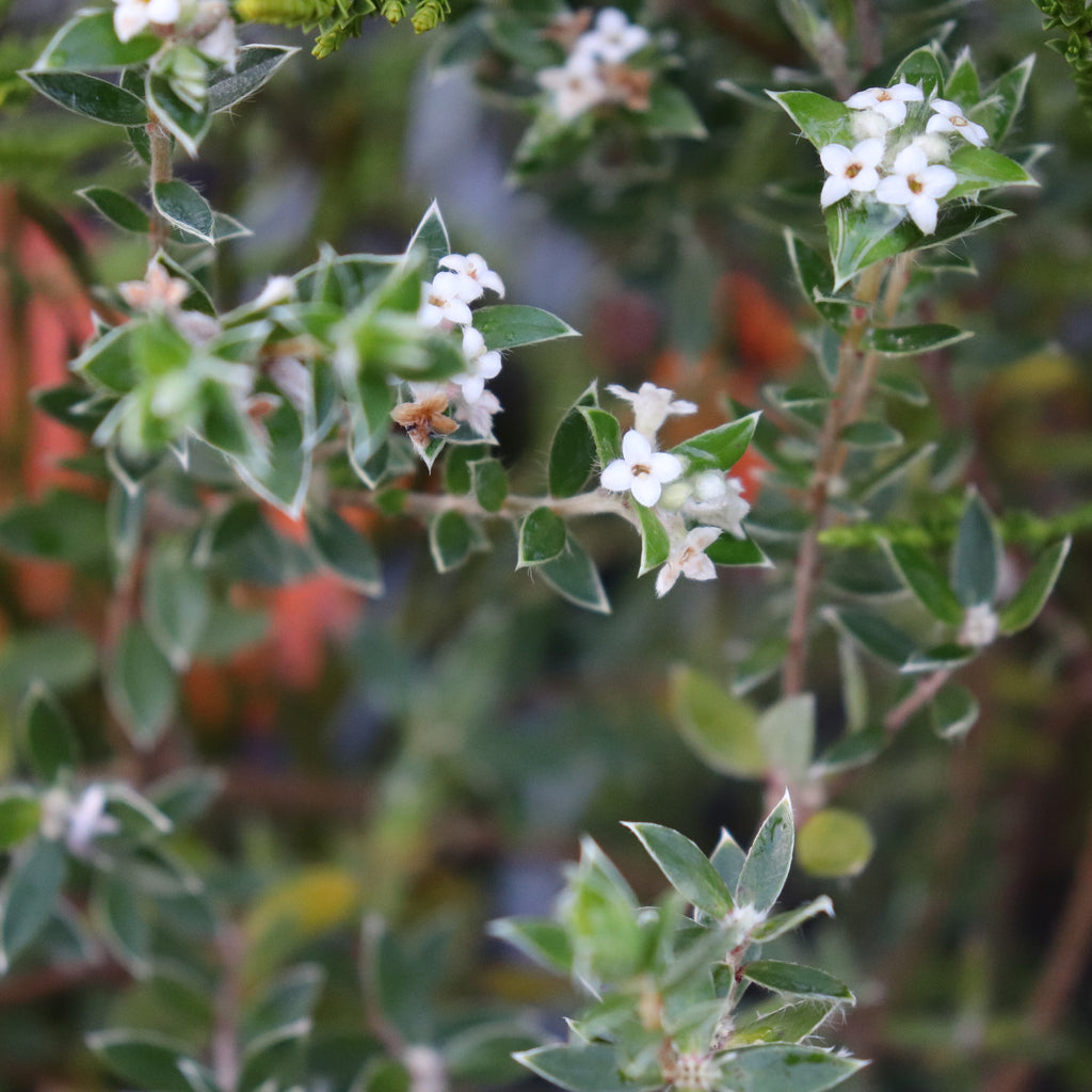 Pimelia pseudolyallii Image
