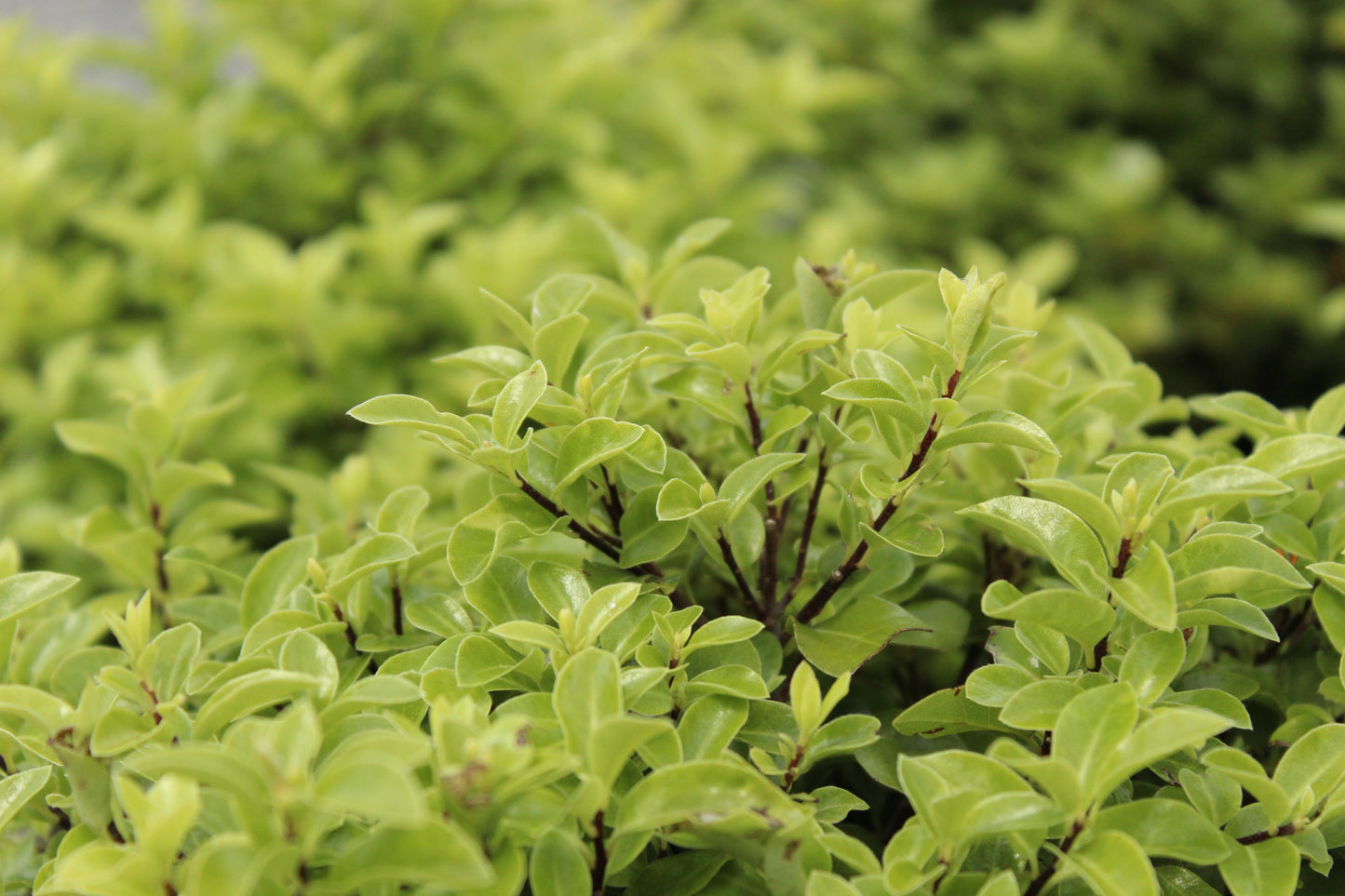 Pittosporum Frankies folly