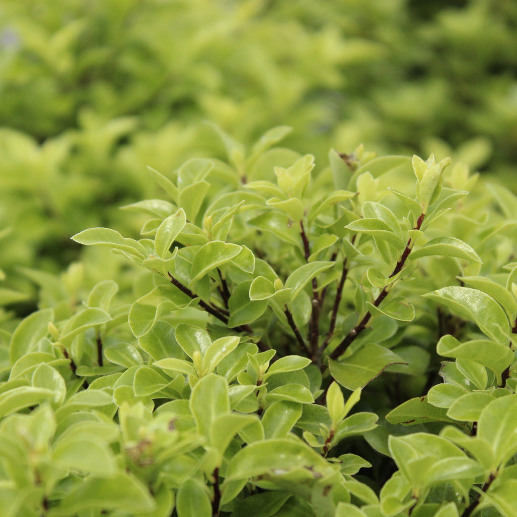 Pittosporum Frankies Folly Image