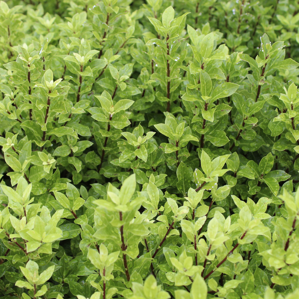 Pittosporum Little Burger Image