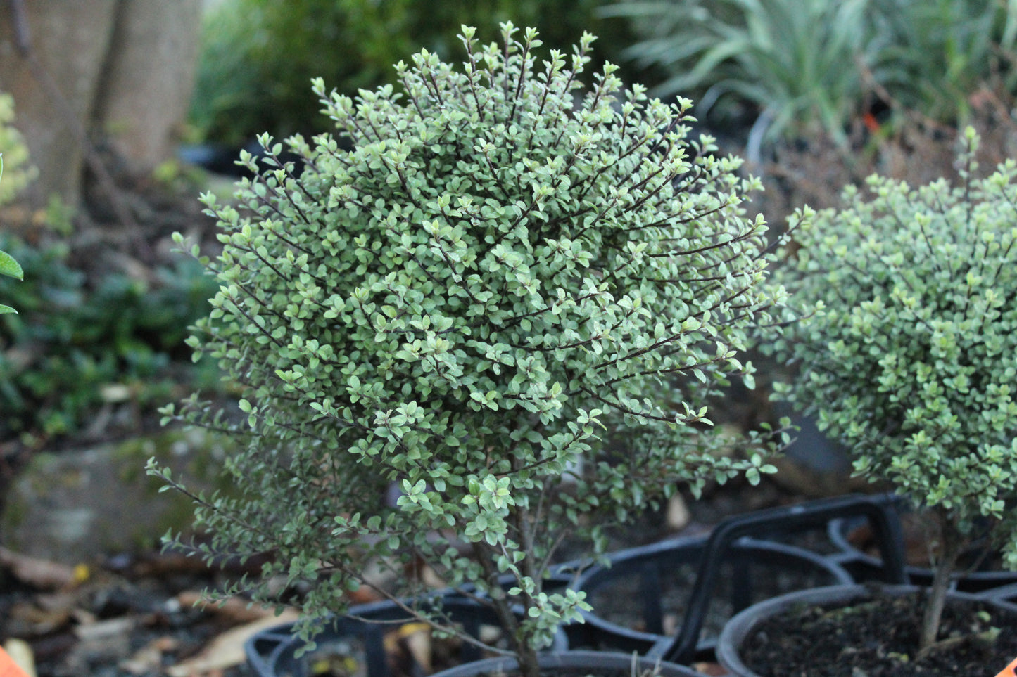 Pittosporum Small Ball