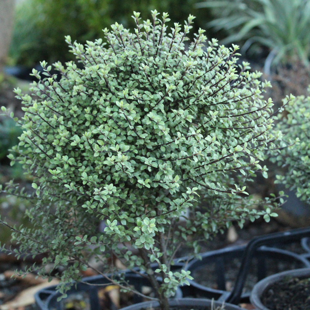 Pittosporum Small Ball Image