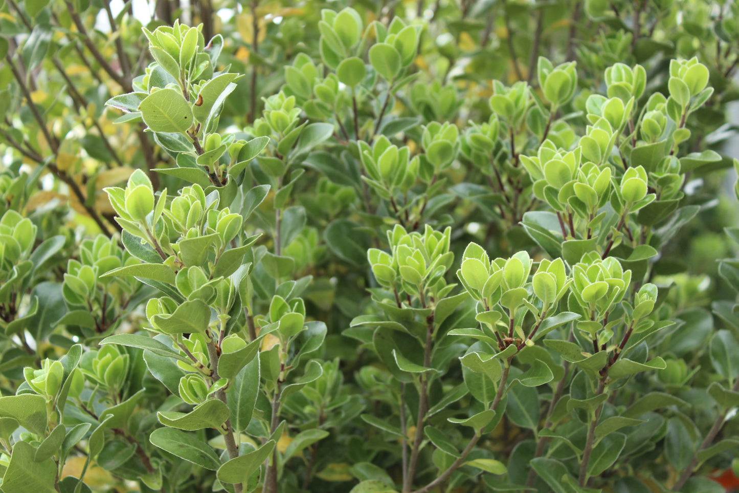 Pittosporum Stephens Island 3