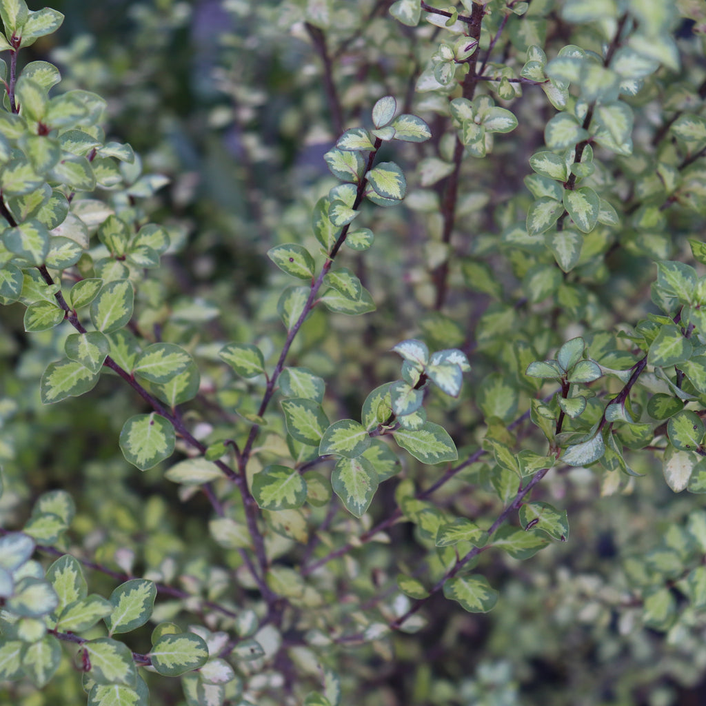 Pittosporum Tandara Gold Image