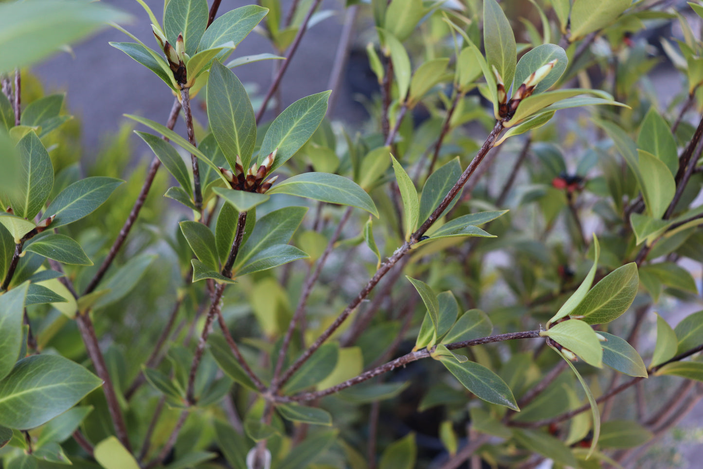 Pittosporum cornifolium