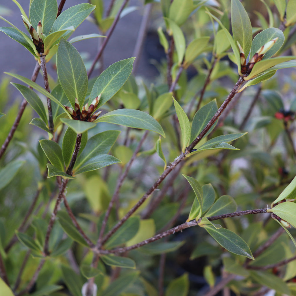 Pittosporum cornifolium Image