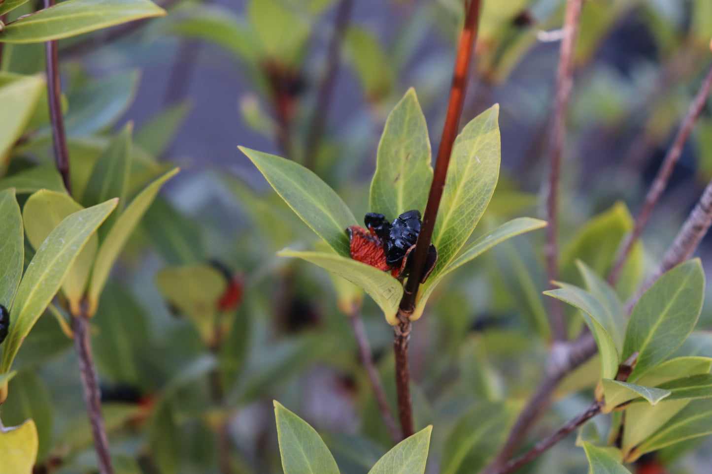 Pittosporum cornifolium 2