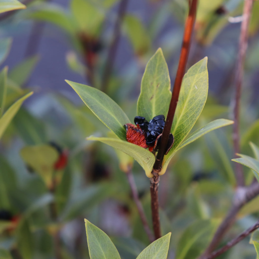 Pittosporum cornifolium Image
