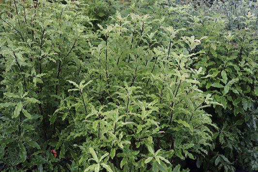 Pittosporum eugenioides