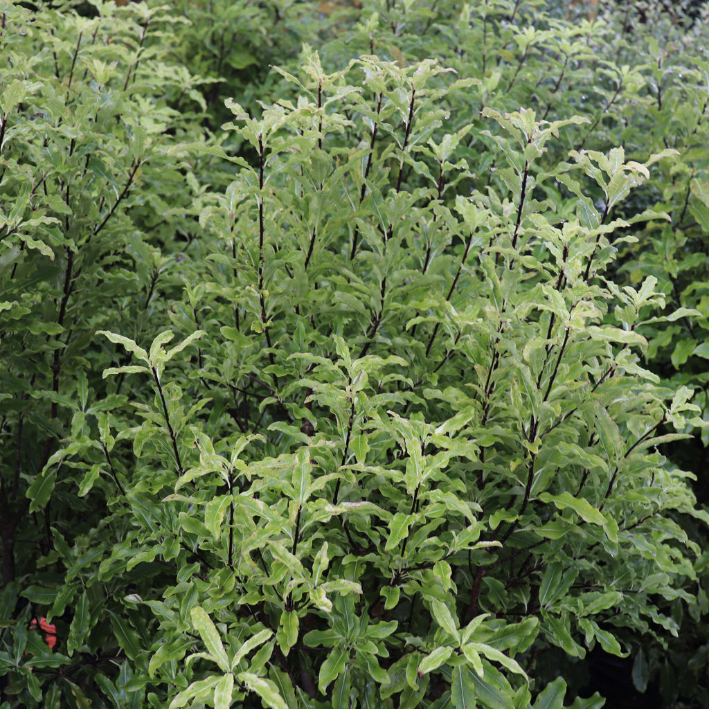 Pittosporum eugenioides Image