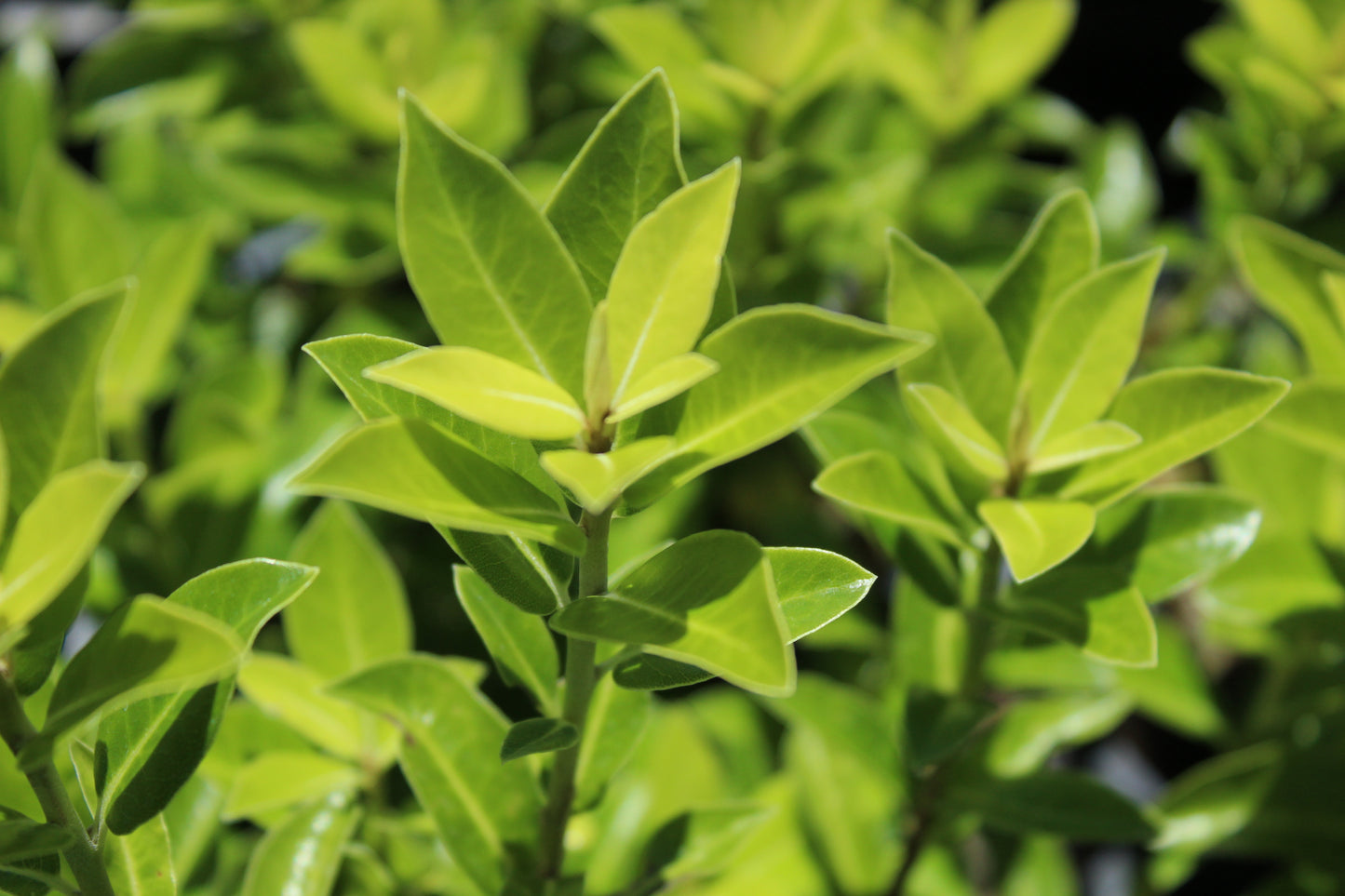 Pittosporum greensleaves