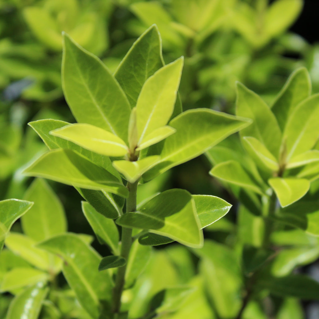 Pittosporum Greensleaves Image