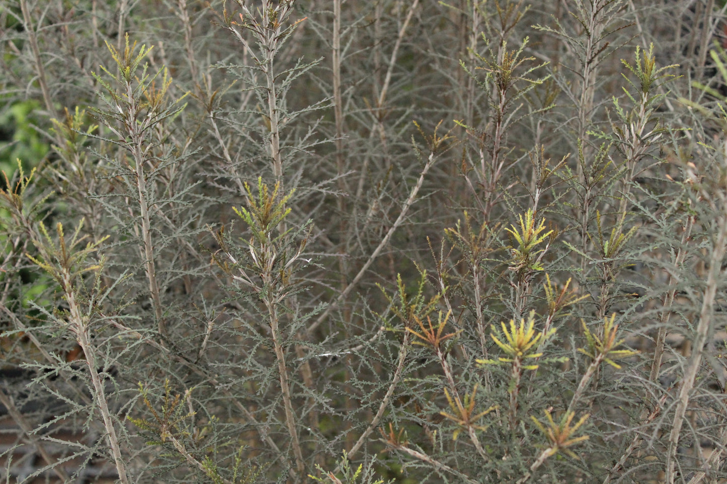 Pittosporum patulum