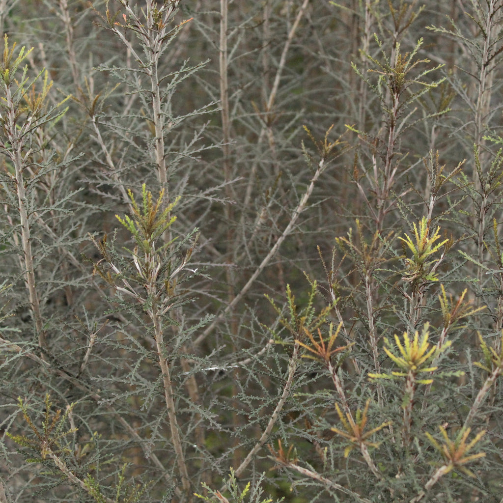 Pittosporum patulum Image