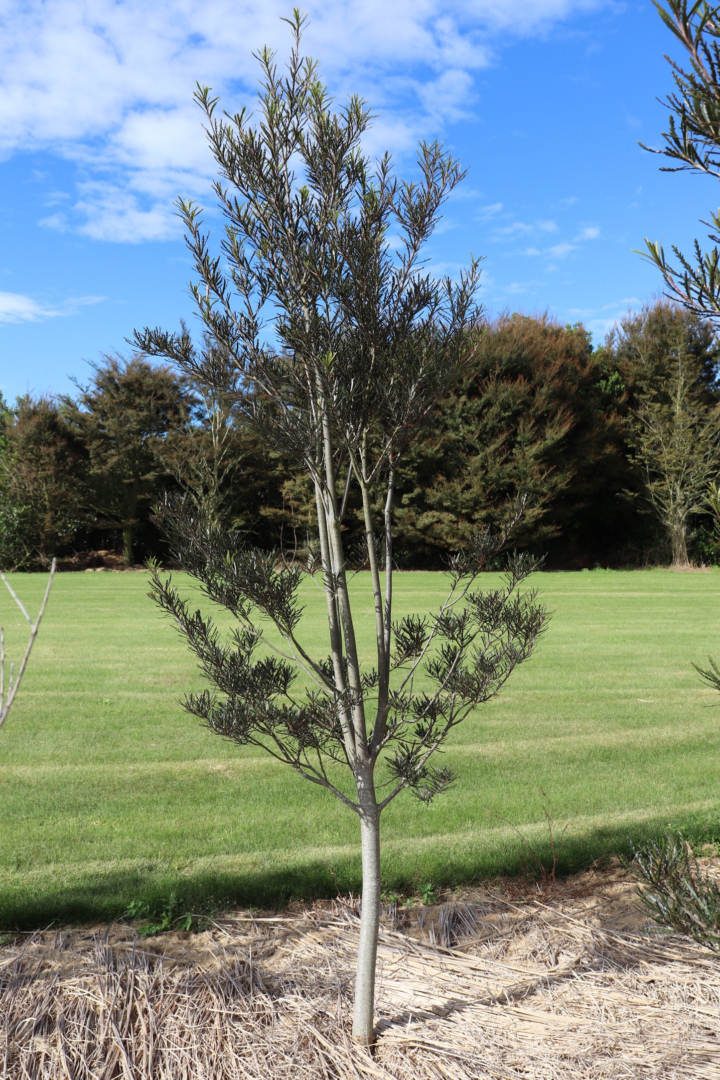 Pittosporum patulum 2