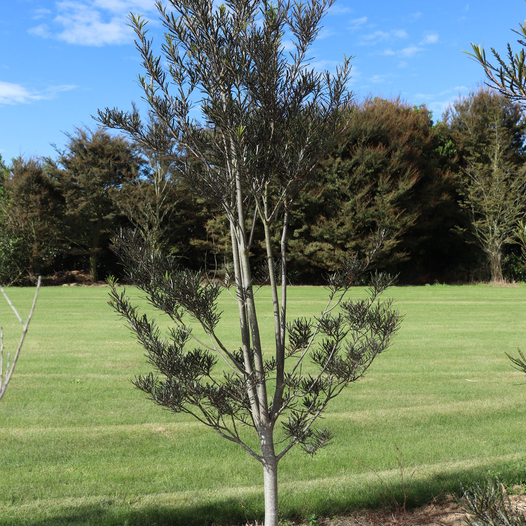Pittosporum patulum Image