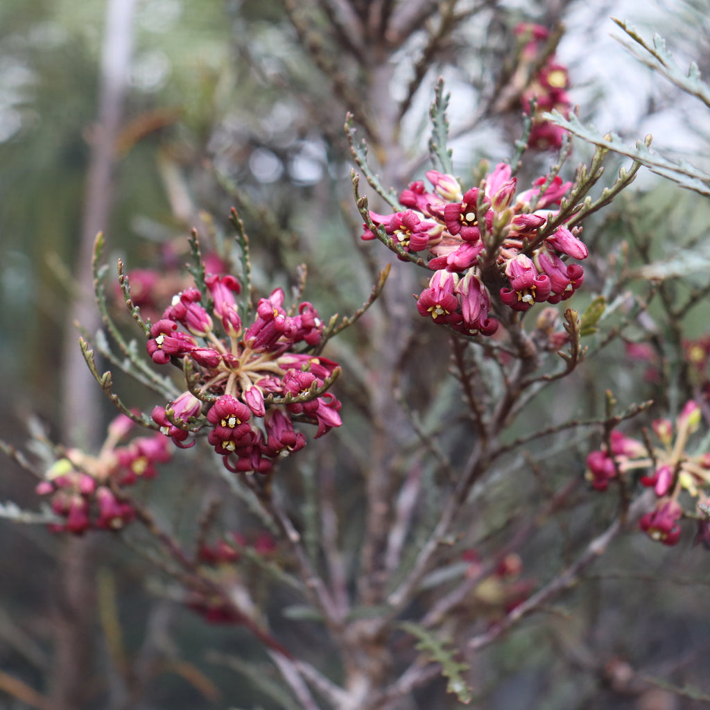 Pittosporum patulum Image