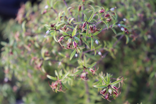 Pittosporum pimeleoides