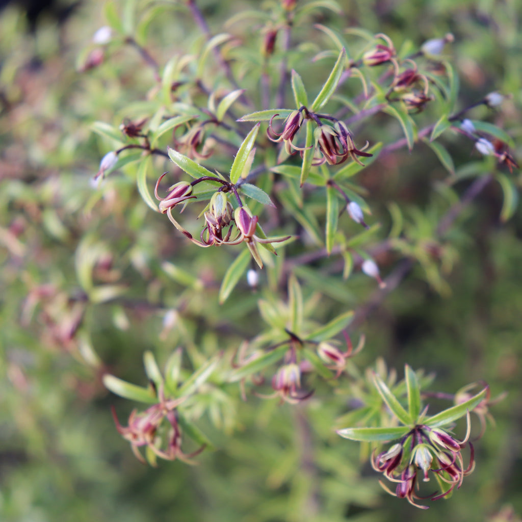 Pittosporum pimeleoides Image