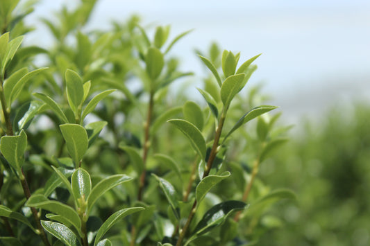Pittosporum tenuifolium Jade