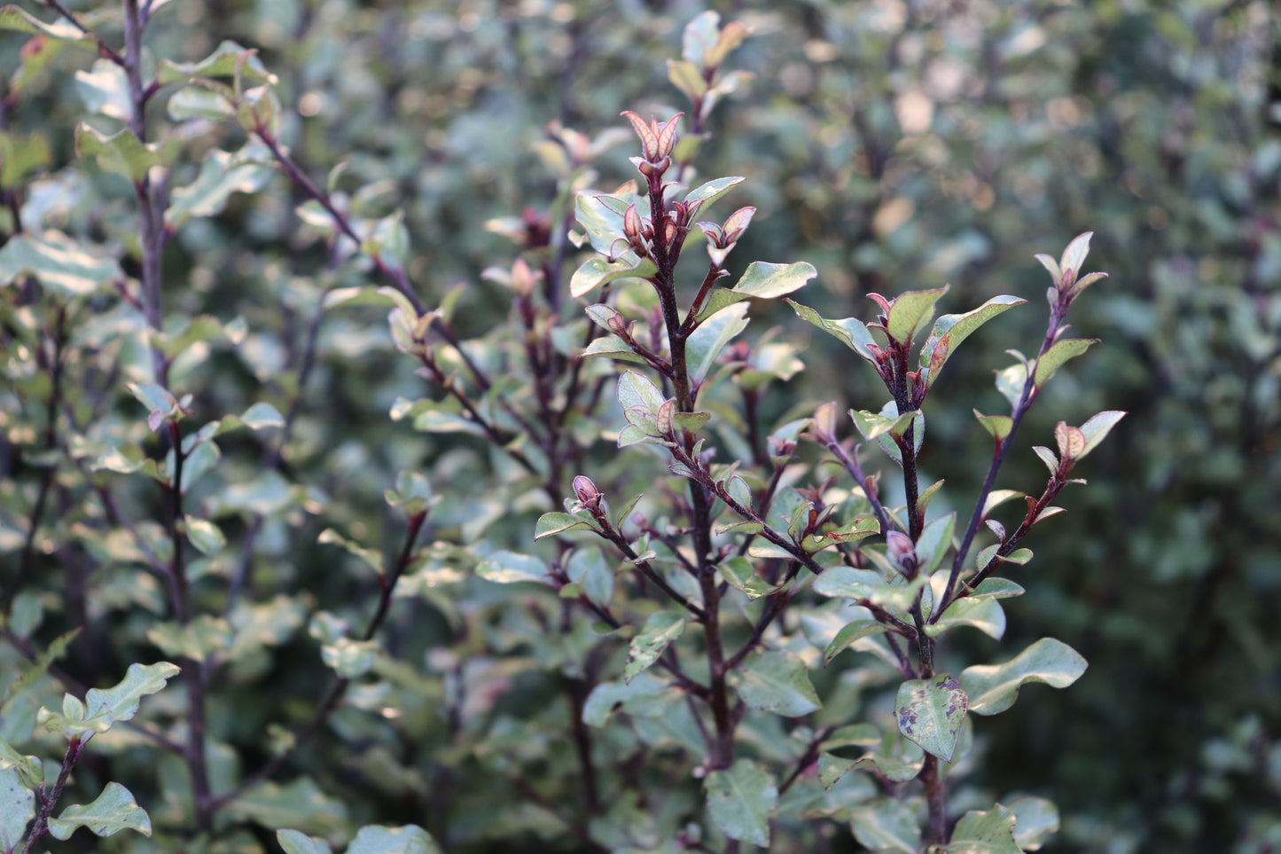 Pittosporum tenuifolium Silver Sheen