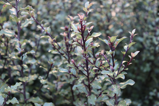 Pittosporum tenuifolium Silver Sheen