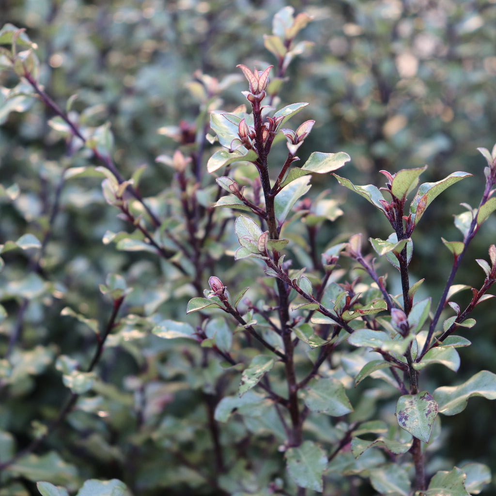 Pittosporum tenuifolium Silver Sheen Image