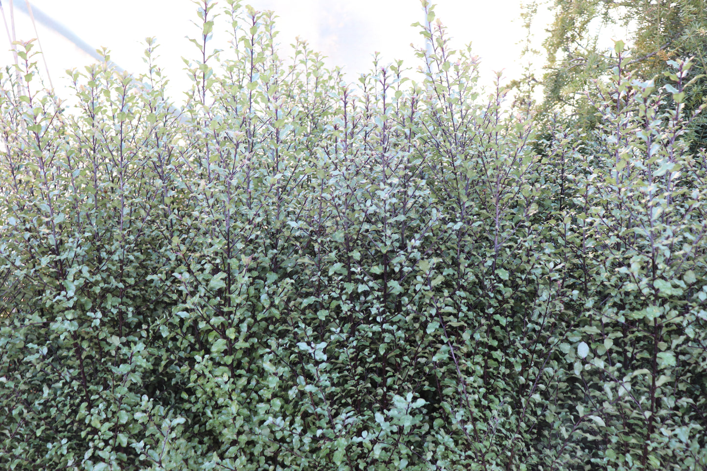 Pittosporum tenuifolium Silver Sheen 2