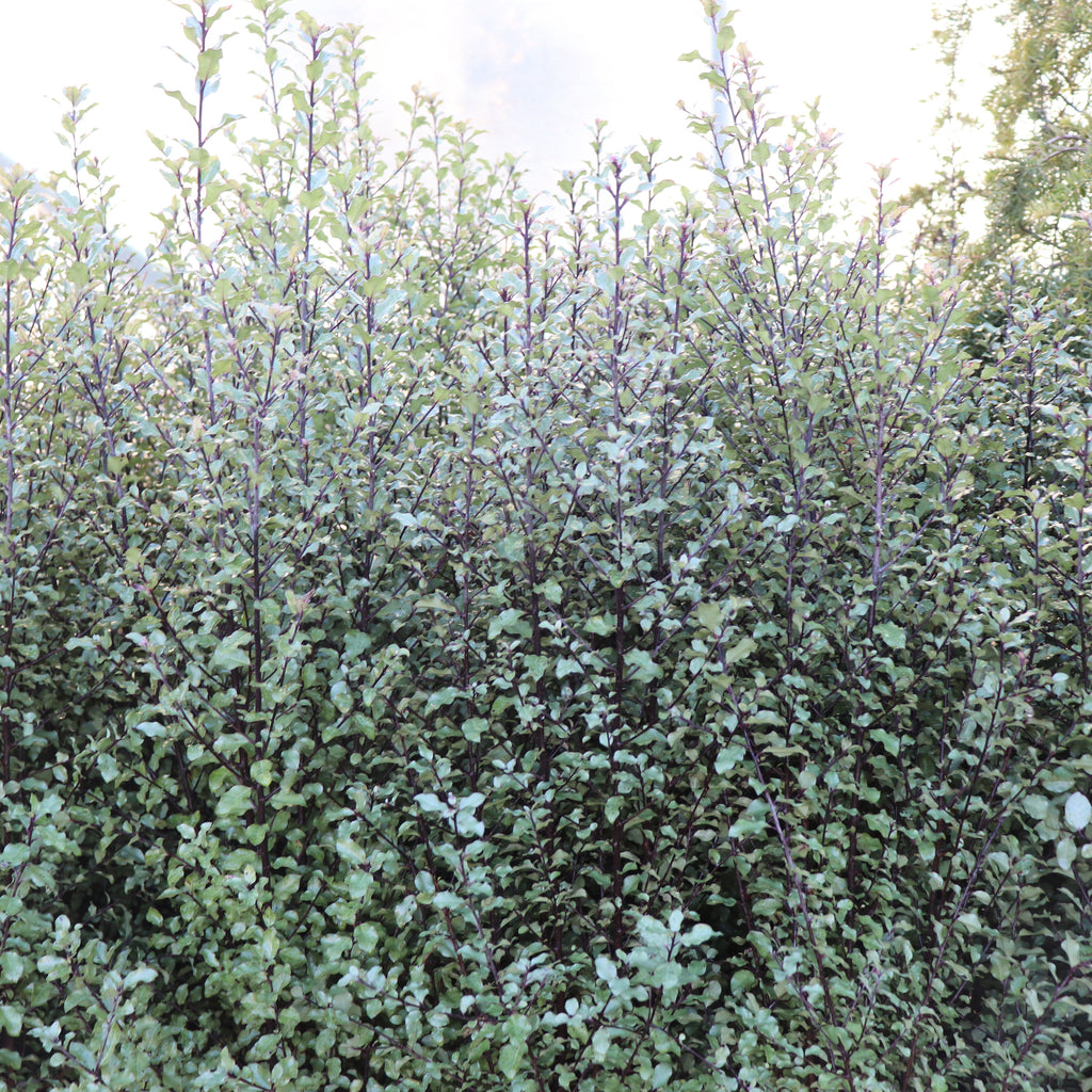 Pittosporum tenuifolium Silver Sheen Image