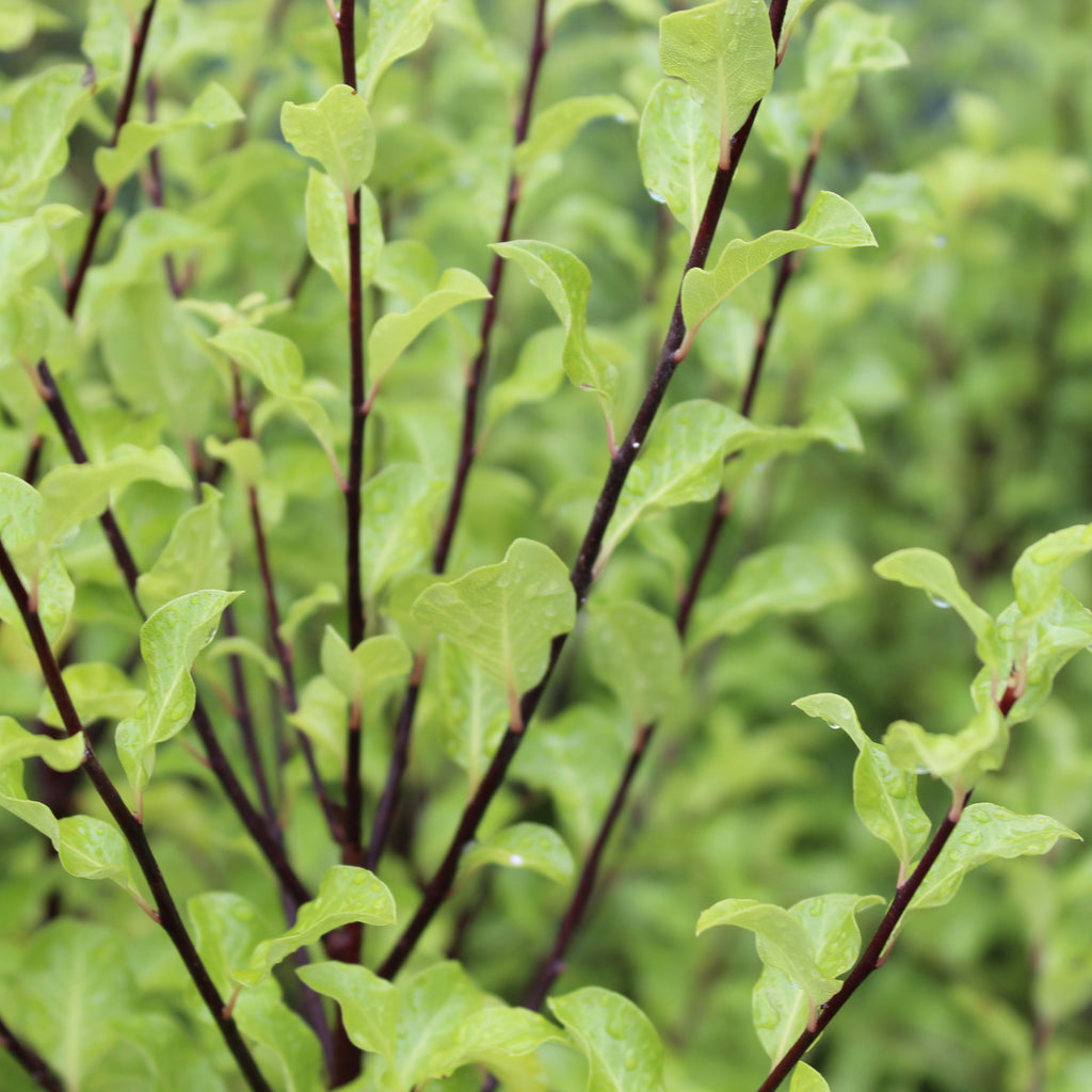 Pittosporum tenuifolium Wrinkled Blue Image