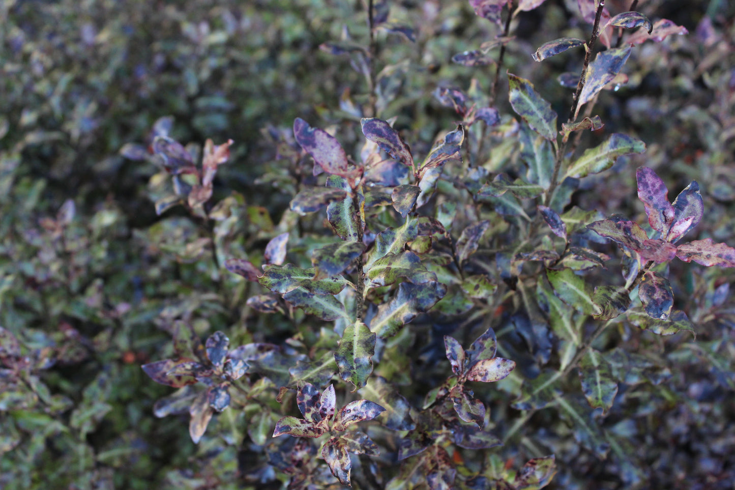 Pittosporum tenuifolium purpureum