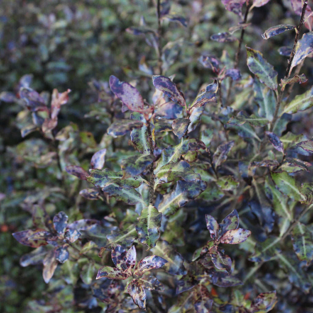Pittosporum tenuifolium purpureum Image
