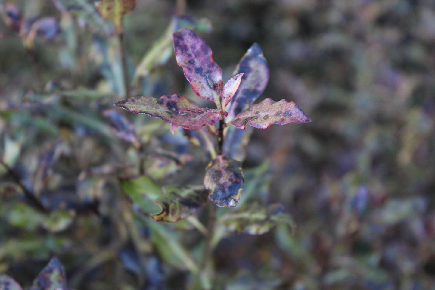 Pittosporum tenuifolium purpureum foliage