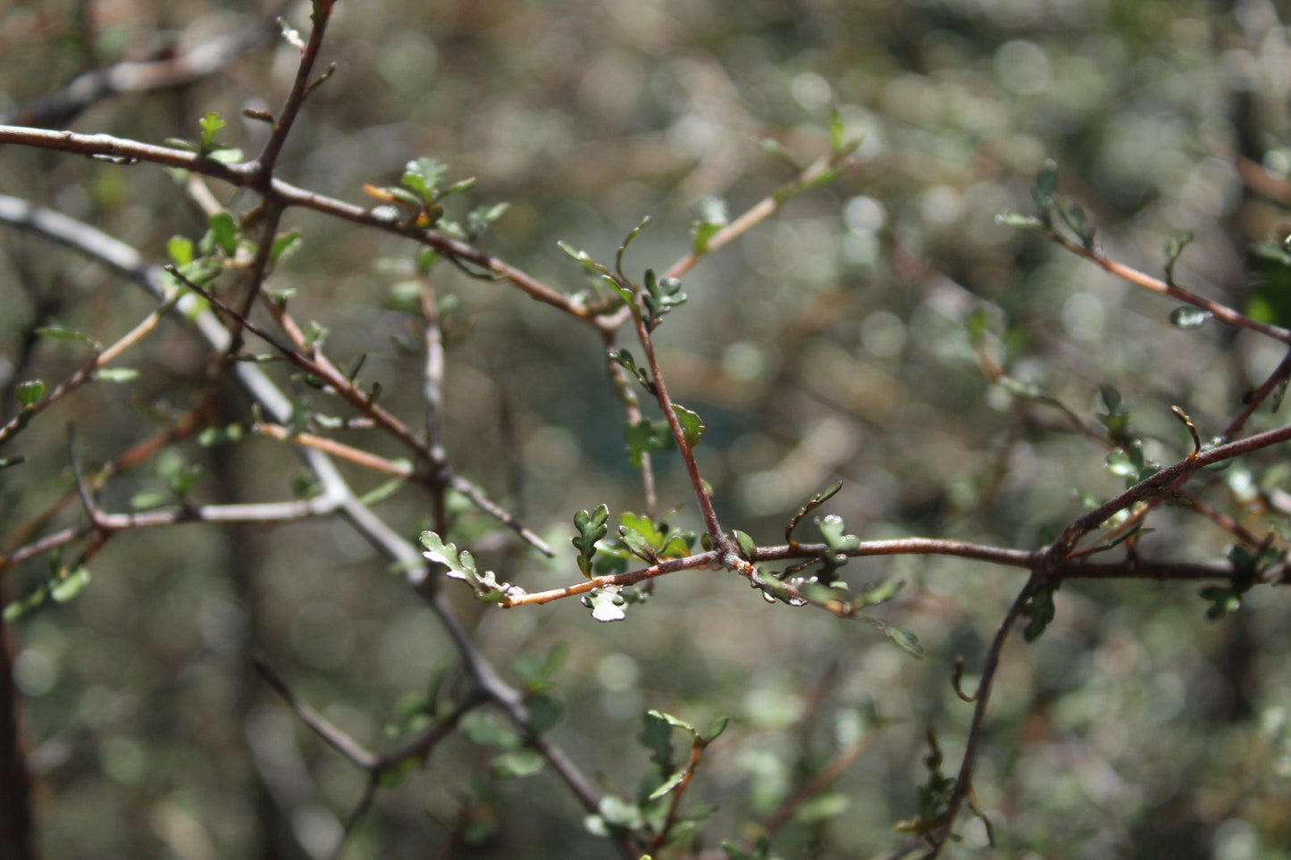 Pittosporum turneri