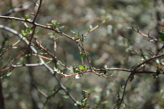 Pittosporum turneri