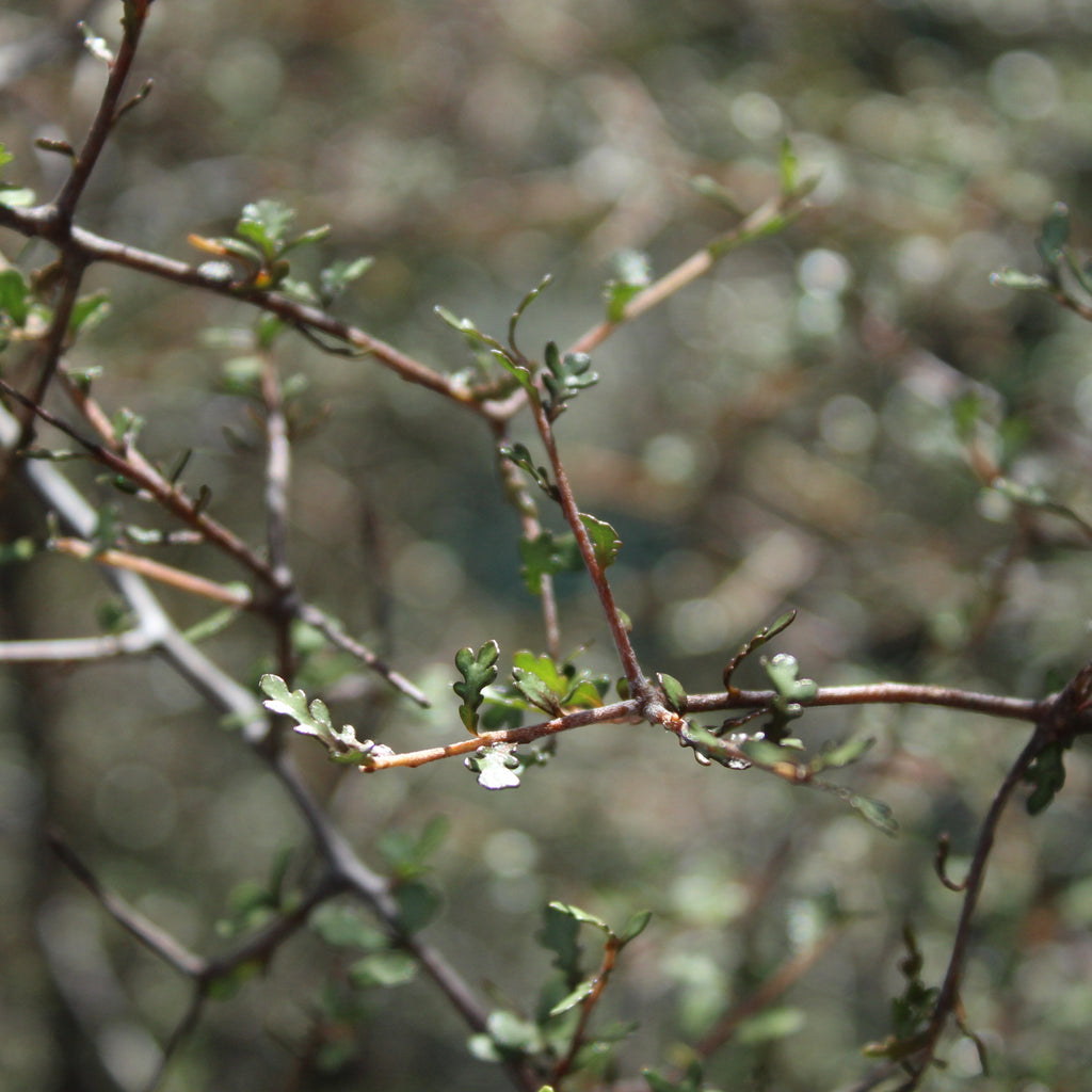 Pittosporum turneri Image