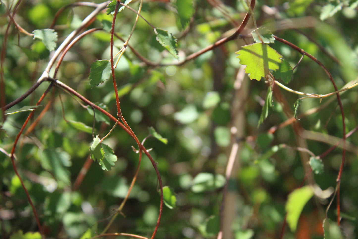 Plagianthus regius