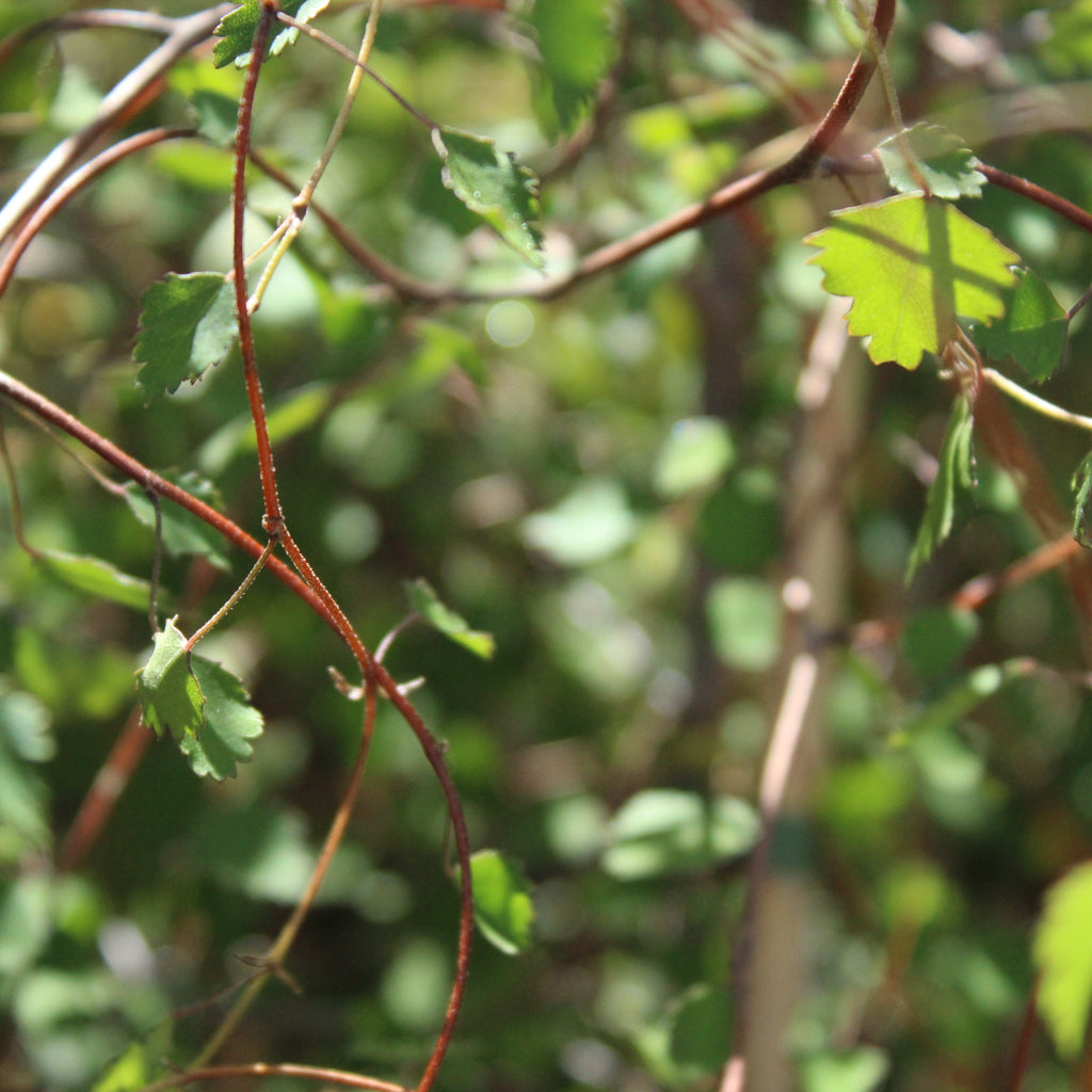 Plagianthus regius Image
