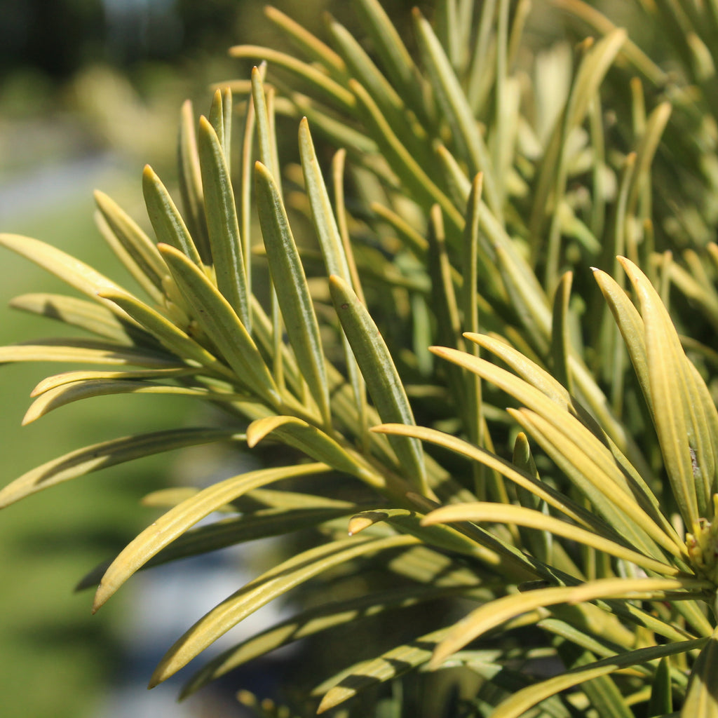 Podocarpus Maki Image