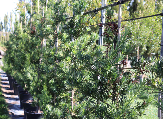 Podocarpus Maki 2