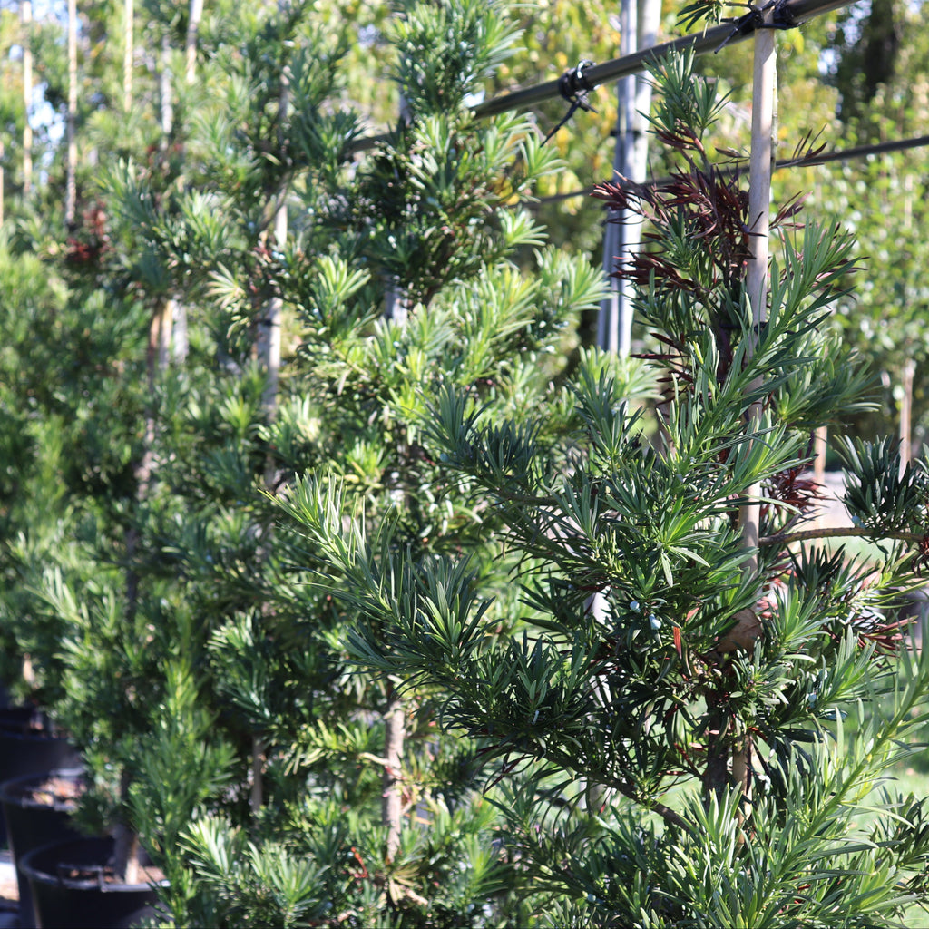 Podocarpus Maki Image