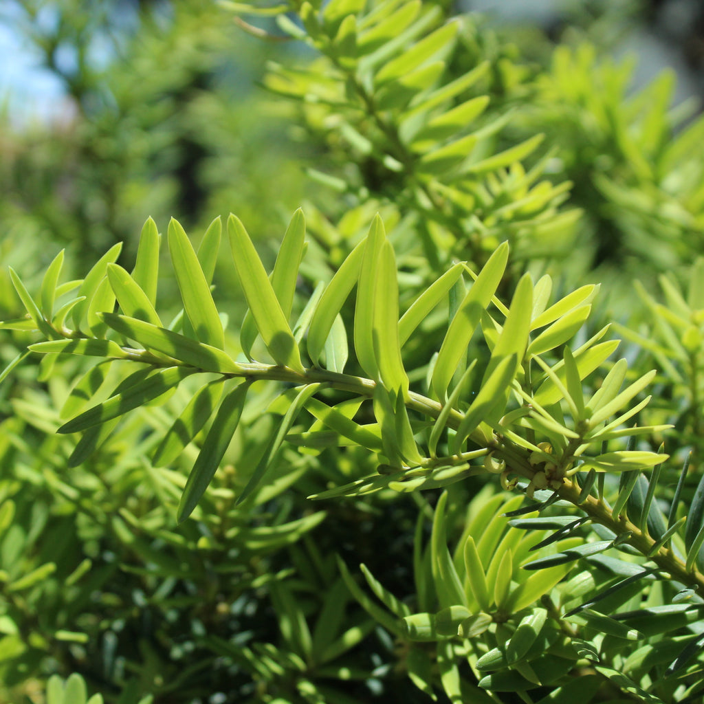 Podocarpus Totora Ardmore Green Image