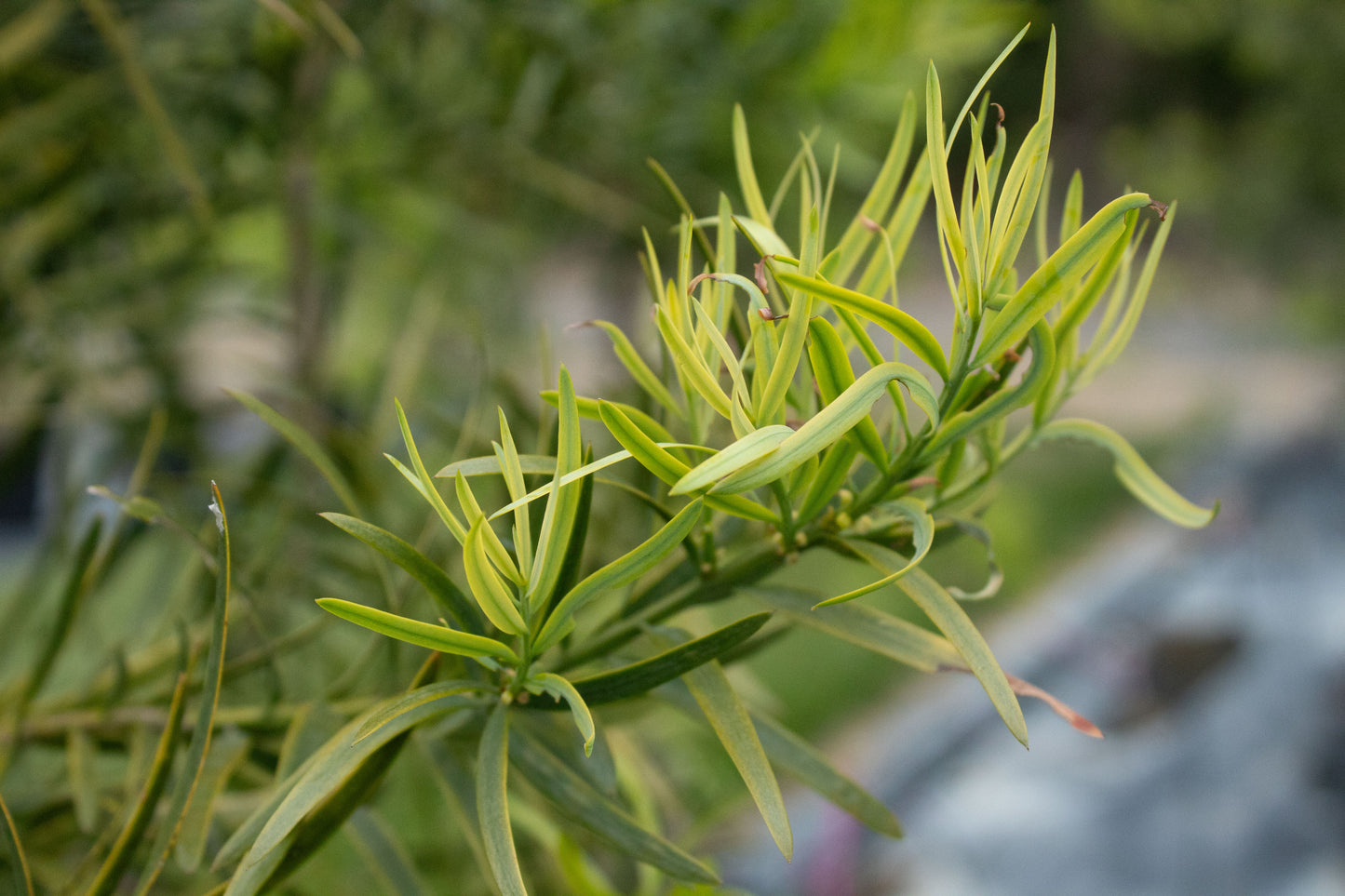 Podocarpus gracilior