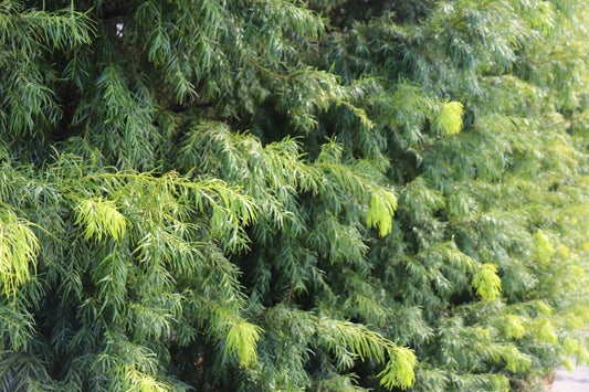 Podocarpus gracilior 2