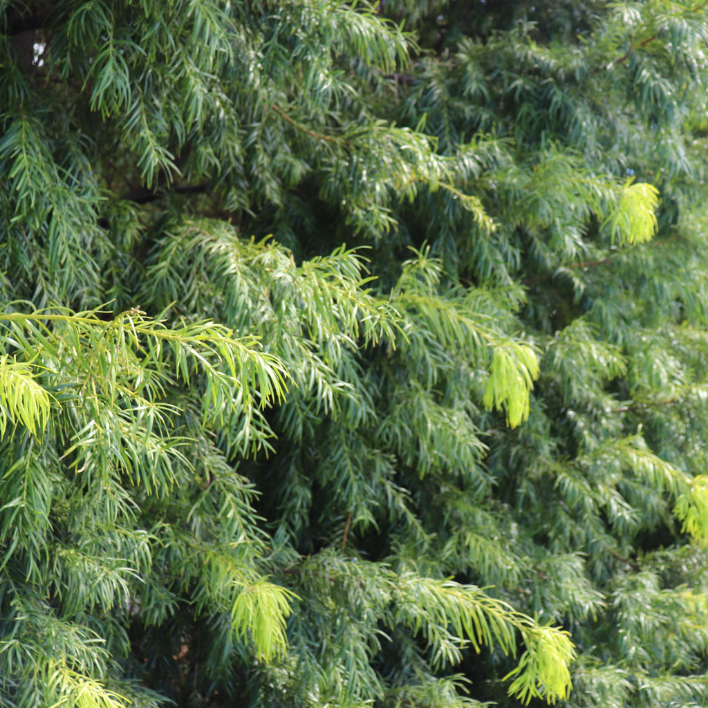 Podocarpus gracilior Image