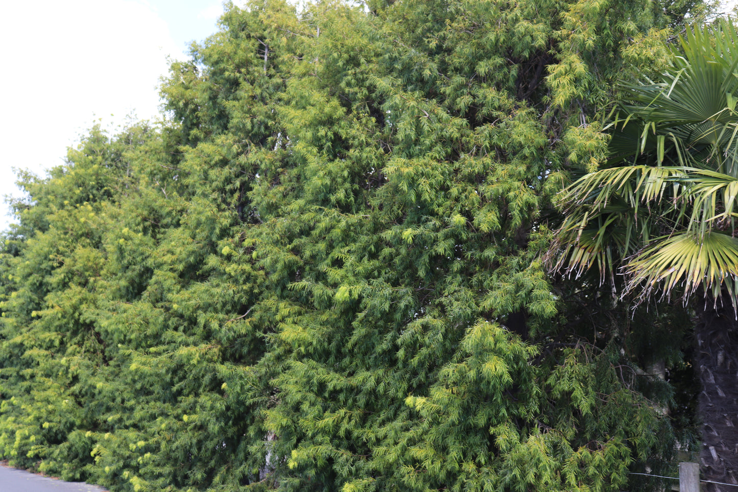 Podocarpus gracilior 3