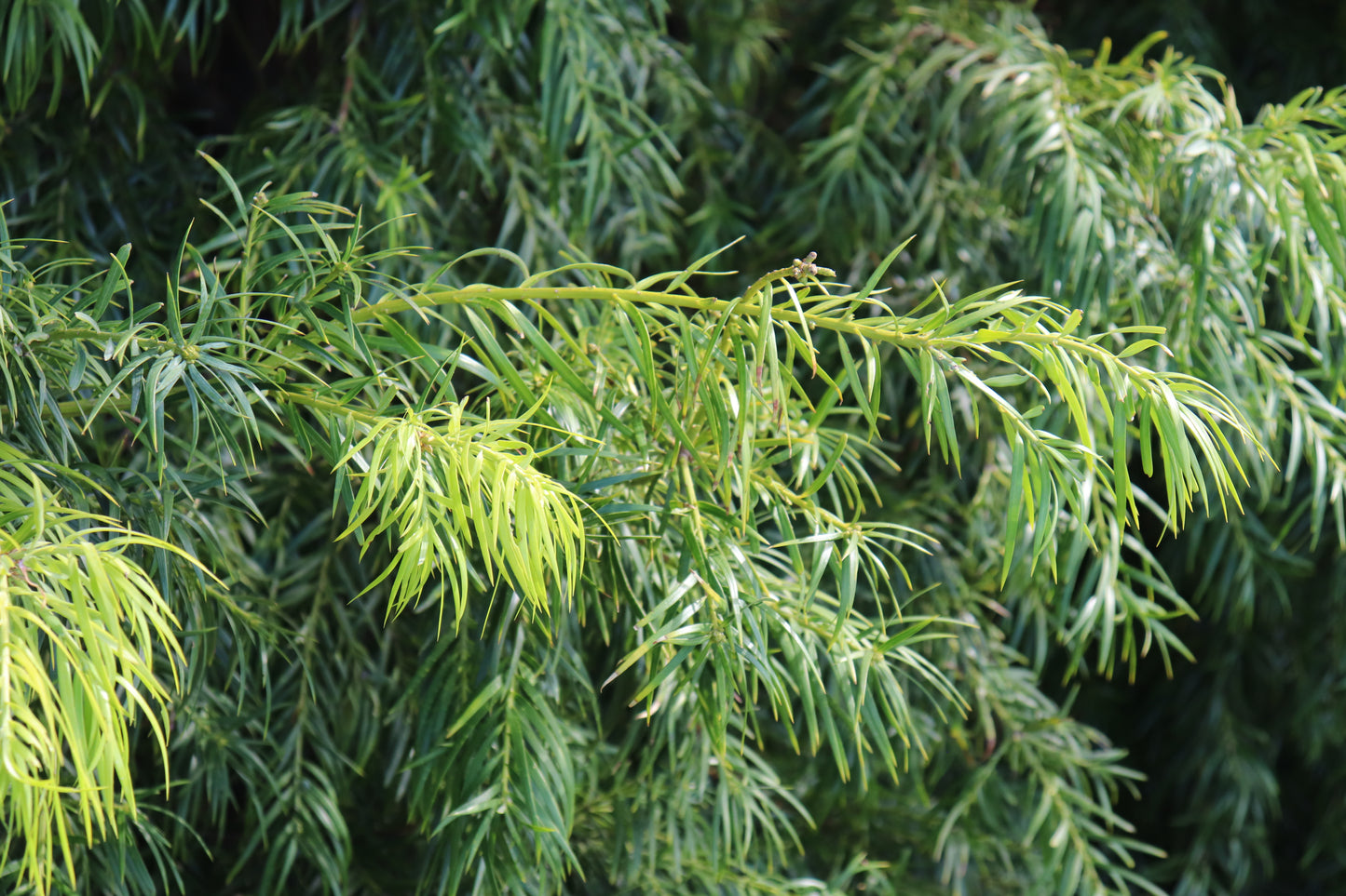 Podocarpus gracilior 4
