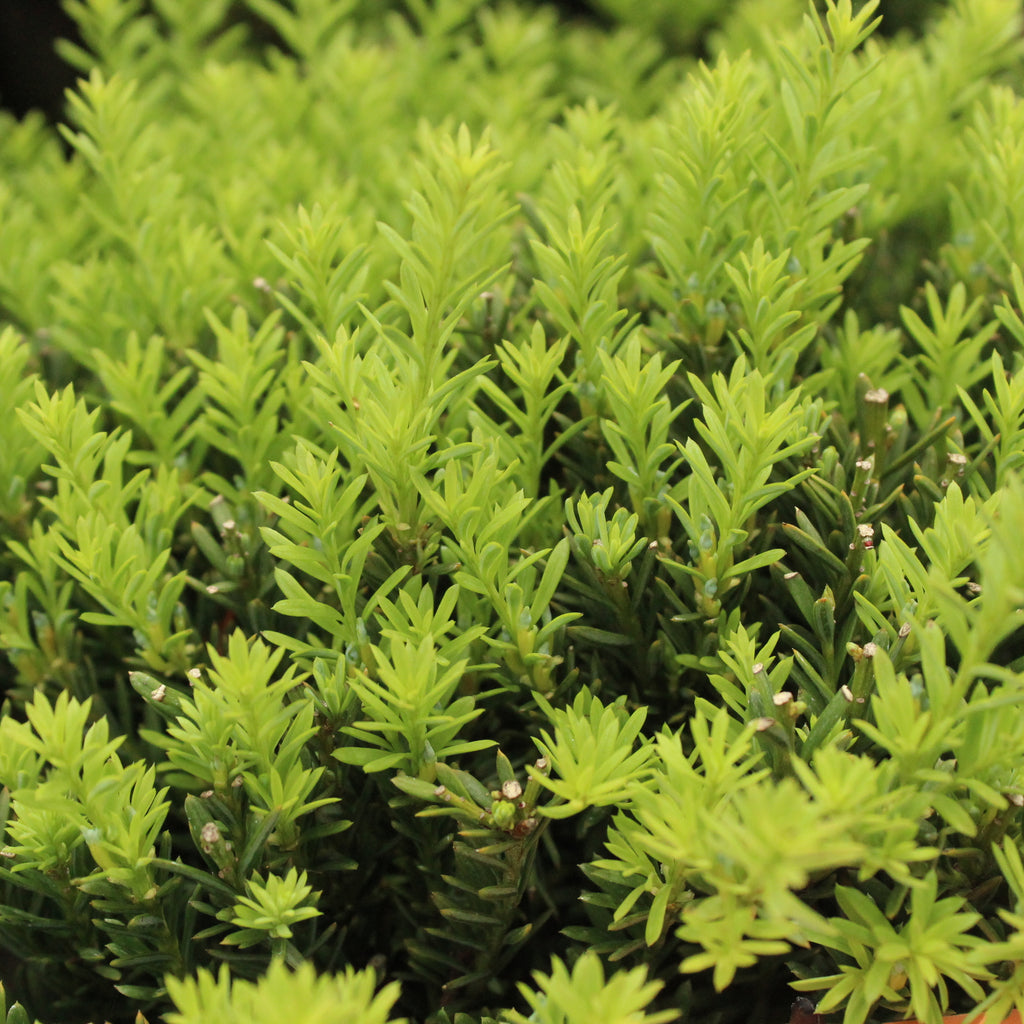 Podocarpus nivalis Image