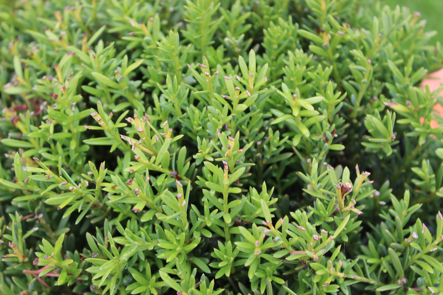 Podocarpus nivalis Ball