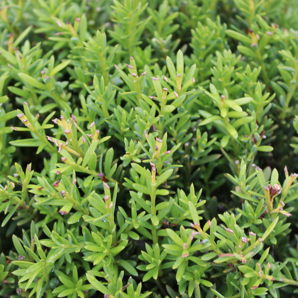 Podocarpus nivalis Ball Image